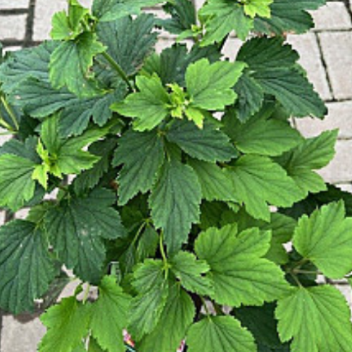 Anemona tomentosa 'Robustissima' 
