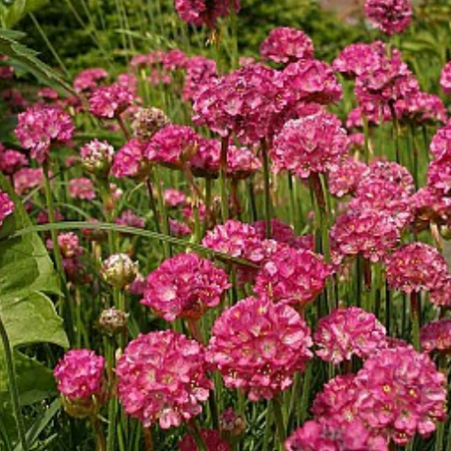 Armeria maritima 'Splendens' - 1g