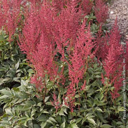 Astilbe 'Montgomery' 