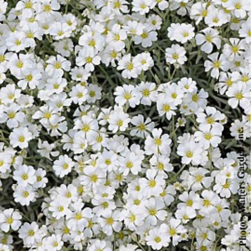 Cerastium 'Yo Yo' - 1g