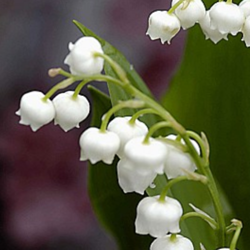 Convallaria Majalis - 1g