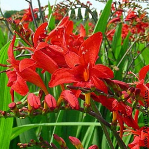 Crocosmia 'Lucifer'