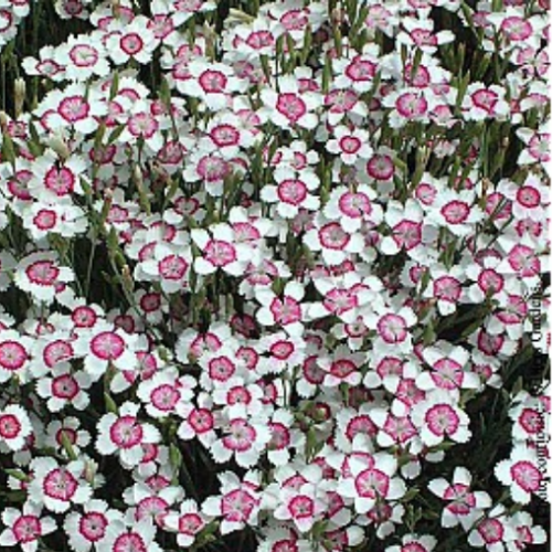 Dianthus 'Artic Fire' - 1g