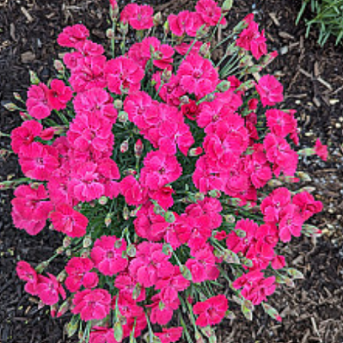 Dianthus 'Glamour Time' - 1.5g