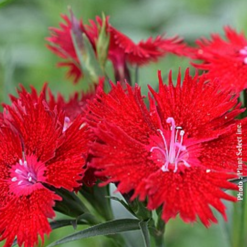 Dianthus 'Rockin Red'