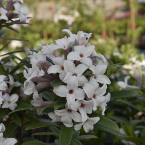 Daphne x transatlantica 'Eternal Fragrance' - 2g