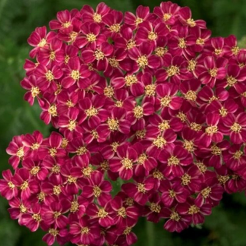 Achillea millefolium 'Desert Eve Deep Rose' - 1g