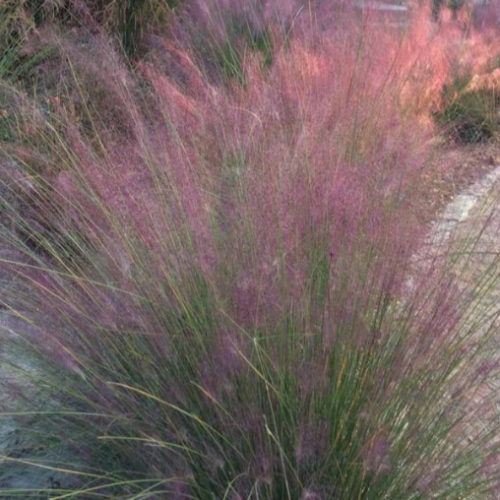 Muhlenbergia capillaris -1g