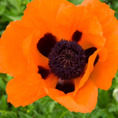 Papaver orientale 'Prince of Orange' - 1g