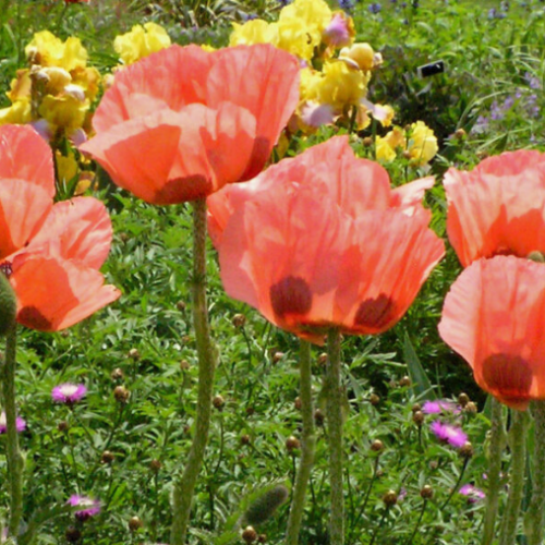 Papaver orientale 'Queen Alexandra' - 1g