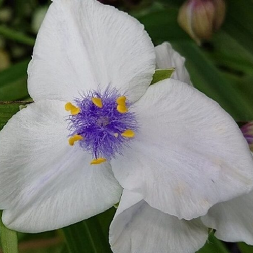 Tradescantia 'Osprey' - 1g