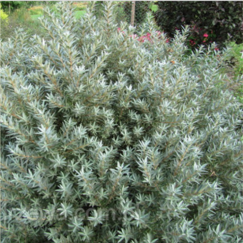 Argousier mâle 'Gnom' -2g