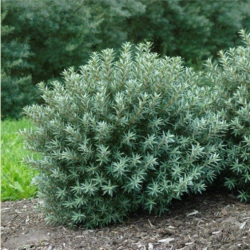 Argousier mâke 'Hikul' - 2g