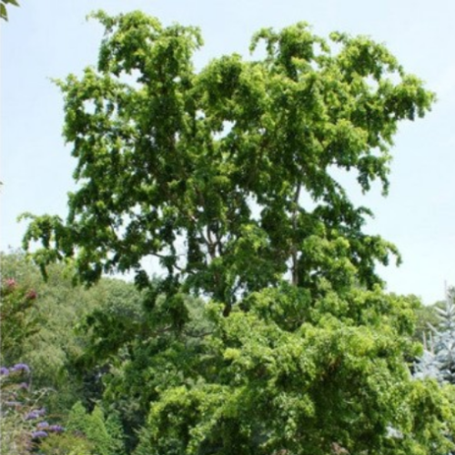 Robinia pseudoacacia 'Twisty Baby'' - Robinier 'Twisty Baby' Tortueux