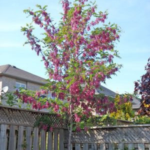 Robinia pseudoacacia ' Purple Robe'