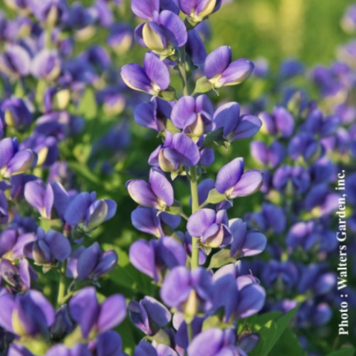 Baptisia  'Blueberry Sundae' - 2g