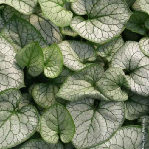 Brunnera 'Jack Frost' - 1g