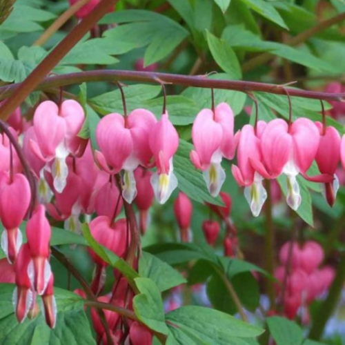Dicentra spectabilis