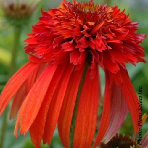 Echinacea 'Hot Papaya' 