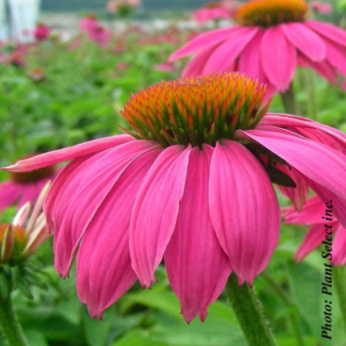 Echinacea 'Pow Wow Wild Berry' - 1g