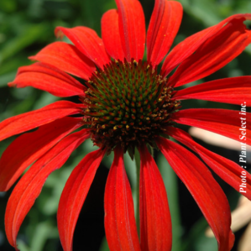 Echinacea 'Tomato Soup' - 1g