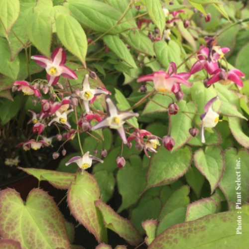 Epimedium Rubrum - 1g