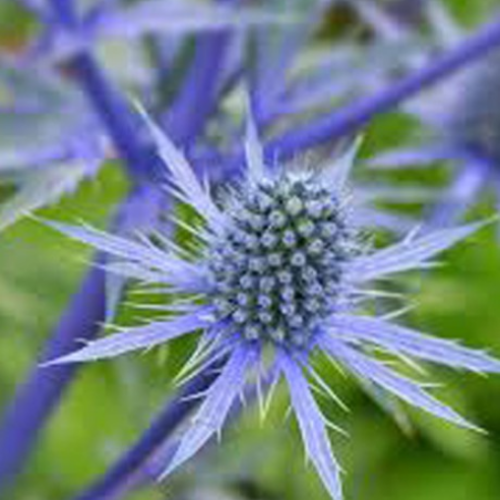 Eryngium 'Blue Glitter' - 1g