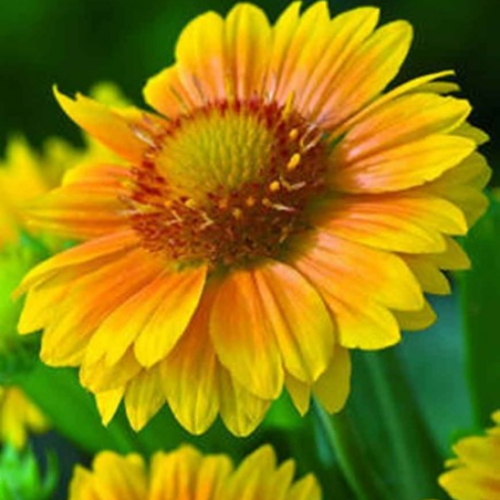 Gaillardia 'Arizona Apricot' - 1g