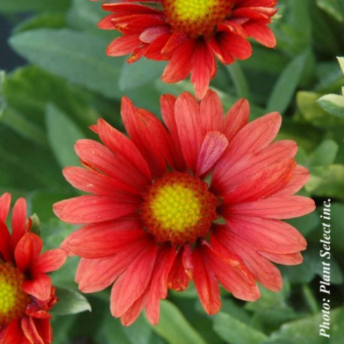 Gaillardia 'Arizona Red Shades' - 1g