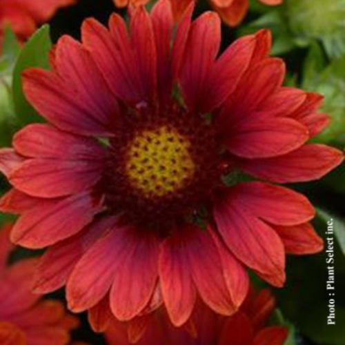Gaillardia 'Mesa Red' - 1g