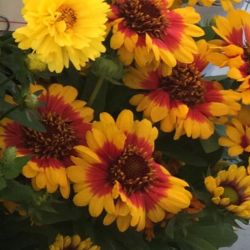 Gaillardia 'Spintop Red Starburst' - 1g