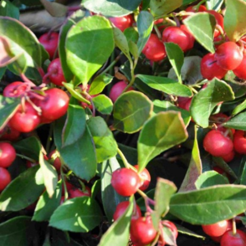 Gaultheria procumbens