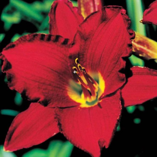 Hemerocallis  'Red Pinocchio' - 2g