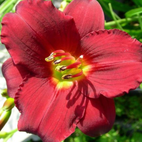 Hemerocallis  Ruby d'Oro - 1g