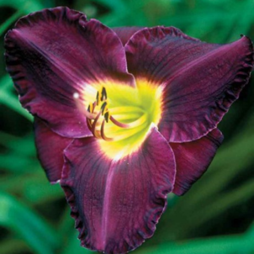 Hemerocallis 'Bela Lugosi' - 2g