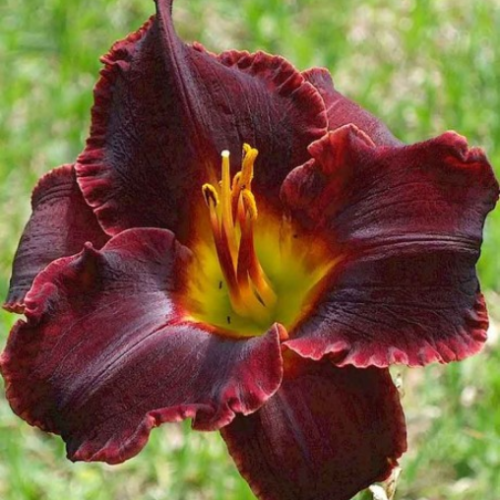 Hemerocallis 'Black Stocking' - 1g