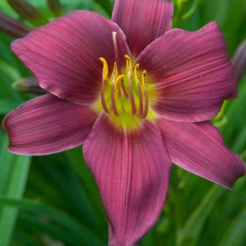 Hemerocallis 'Stella in Purple' - 1g
