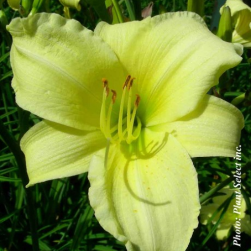 Hemerocallis 'Happy Returns'