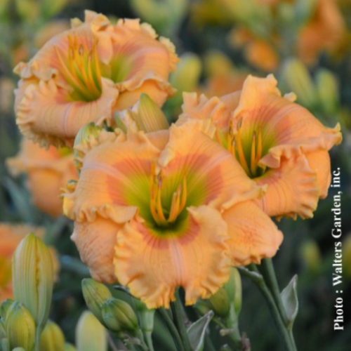 Hemerocallis Rainbow Rhythm 'Orange Smoothie' - 1g