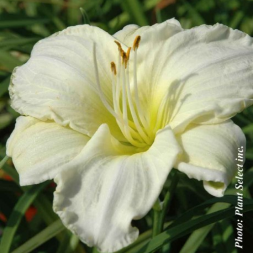 Hemerocallis 'White Temptation' 