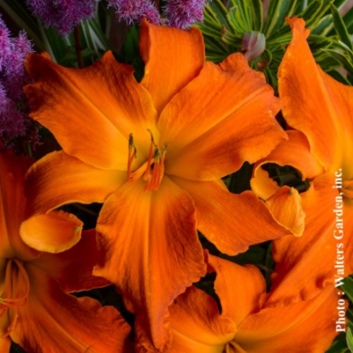 Hemerocallis 'Primal Scream' - 1g