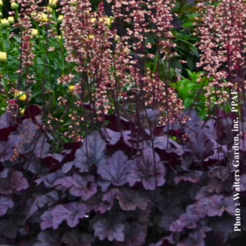 Heuchera 'Grape Expectation' - 1g