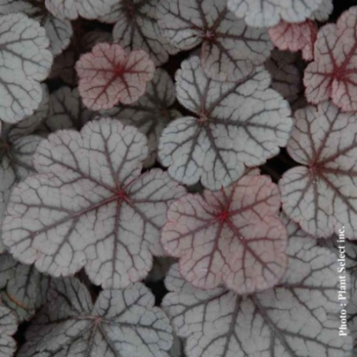 Heuchera 'Silver Scrolls' - 1g