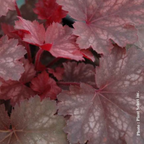Heuchera 'Cherry Cola' - 1g
