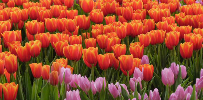 Bulbes d'automne : les essentiels pour un printemps fleuri