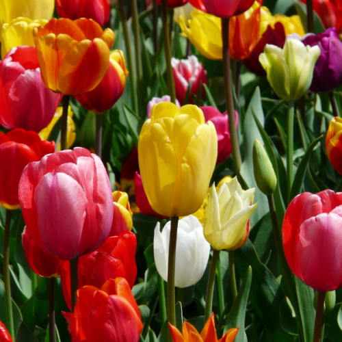 Bulbes d'automne : les essentiels pour un printemps fleuri