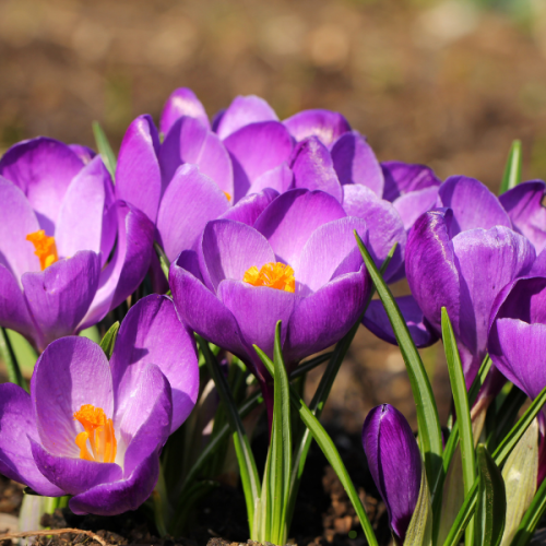 Bulbes d'automne : les essentiels pour un printemps fleuri
