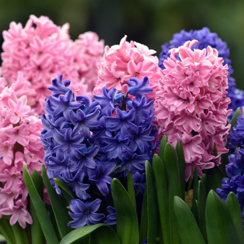 Bulbes d'automne : les essentiels pour un printemps fleuri