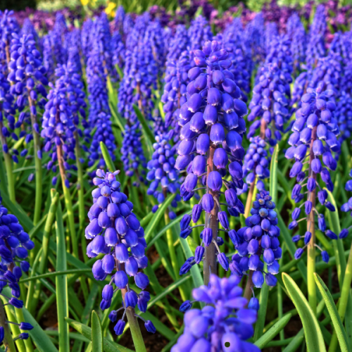 Bulbes d'automne : les essentiels pour un printemps fleuri