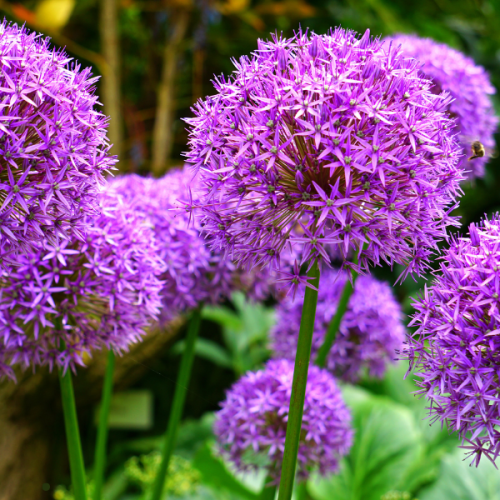 Bulbes d'automne : les essentiels pour un printemps fleuri